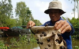 Tuyệt chiêu bắt ốc đắng kiếm tiền triệu mỗi ngày của lão nông miền Tây