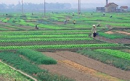 TPHCM đề nghị được chuyển đổi 26 ngàn ha đất nông nghiệp
