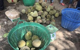Kỳ lạ: Ăn sầu riêng rồi bán lại hạt với giá cao ở Lâm Đồng