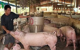 Giá lợn hơi tăng kỷ lục do mất cân đối cung - cầu cục bộ