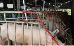 Giá lợn ở Tiền Giang tăng kỉ lục, người nuôi lãi lớn