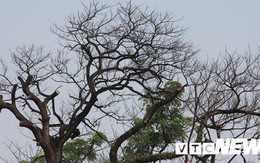 Ảnh: Cận cảnh những cây muồng trăm tuổi bỗng dưng chết khô bên tượng đài Nữ tướng Lê Chân ở Hải Phòng