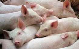Giá thịt lợn hơi tăng cao kỷ lục, chạm mốc 57.000 đồng/kg