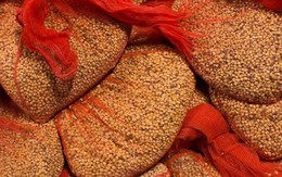 Nông dân Brazil đổ xô trồng đậu tương bán cho Trung Quốc