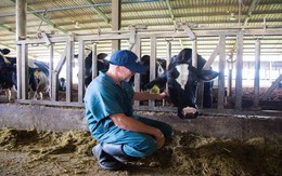 TH true MILK đã sẵn sàng ra mắt sữa A2 - dòng sản phẩm từng nhập khẩu 100%