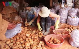 Chi hơn 1 tỷ đồng chống mạo danh thương hiệu khoai tây Đà Lạt