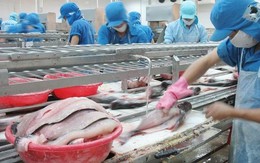 Chiến tranh thương mại Mỹ - Trung: Cơ hội cho cá tra Việt Nam tại thị trường Mỹ