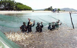 Chạy đua với thời gian để gỡ ‘chốt chặn’ cho tôm Việt Nam