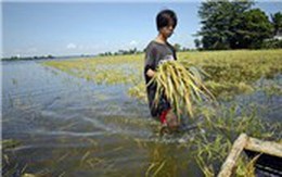 Sản lượng lúa gạo của Việt Nam không bị ảnh hưởng nhiều bởi vụ vỡ đập thủy điện Lào