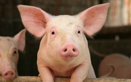 Dabaco lãi đột biến gần 55 tỷ đồng trong tháng 7 nhờ giá lợn hơi tăng