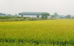 Bắc Ninh chuyển mục đích sử dụng 23 ha đất trồng lúa sang đất phi nông nghiệp