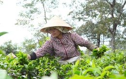 Đức Long Gia Lai chính thức là nhà đầu tư chiến lược công ty chè và công ty cà phê của tỉnh Gia Lai