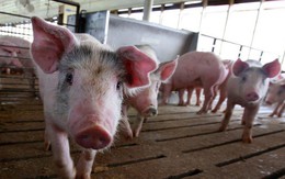 Chiến tranh thương mại quét qua những trang trại nuôi lợn của Trung Quốc