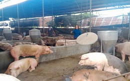 Lợn “sốt giá”, người chăn nuôi tự phát tăng đàn