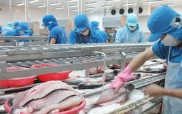"Vượt mặt" Trung Quốc, Mỹ trở thành thị trường tiêu thụ cá tra hàng đầu của Việt Nam