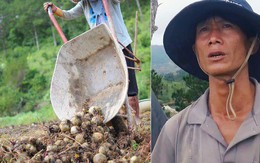 Nông dân khốn khổ vì nông sản Trung Quốc nhái hàng Đà Lạt: "3 tháng trồng khoai không bán được đồng nào, chỉ biết khóc..."