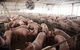 Cục Chăn nuôi cảnh báo giá lợn hơi vượt ngưỡng tăng ảo