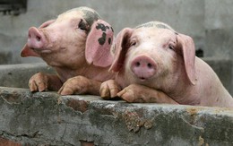 Hoành hành ở Trung Quốc, dịch cúm lợn châu Phi có nguy cơ lây lan tới Việt Nam, khiến giá thịt có thể tăng vọt