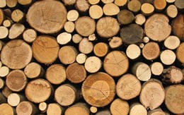 Dự báo xuất khẩu gỗ và sản phẩm gỗ tăng khoảng 15% trong nửa cuối năm 2018