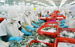 Xuất khẩu cá tra tạo đột phá, khả năng đạt kim ngạch trên 2 tỷ USD
