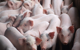 Khẩn cấp ngăn chặn bệnh dịch tả lợn Châu Phi vào Việt Nam