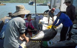 Chiến tranh thương mại Mỹ - Trung: Cơ hội cho doanh nghiệp xuất khẩu cá ngừ sang thị trường Mỹ