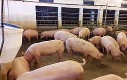Giá lợn tăng nóng, Bộ Nông nghiệp lo ngại vượt cung như năm 2017