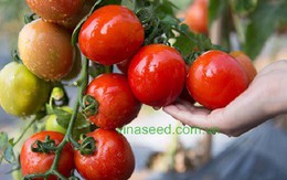 NSC - Hạt giống vàng trên sàn chứng khoán