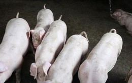 Trung Quốc: Công tác đối phó dịch tả lợn châu Phi phức tạp và đầy thử thách