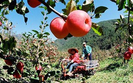 Nghĩ ra tuyệt chiêu hái quả trên cao, phú ông nhận ra sự ngu ngốc của bản thân thì đã muộn