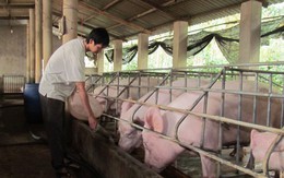 Lợn nội dư thừa, vẫn nhập trên 3.263 tấn thịt lợn ngoại mỗi tháng