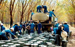 Chiến tranh thương mại Mỹ - Trung: "Đánh" cả vào xuất khẩu cao su Việt Nam