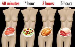 Mất bao lâu thức ăn được tiêu hóa hết: Điều quan trọng ai cũng cần biết để cân bằng chế độ ăn, không khiến dạ dày bị quá tải