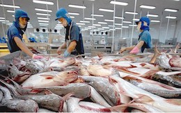 Mỹ -Trung xung đột thương mại, cá tra Việt Nam hưởng lợi cả hai thị trường