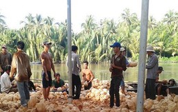 Giá dừa khô đồng bằng sông Cửu Long xuống thấp nhất 3 năm
