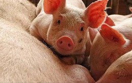 Trung Quốc: Đau đầu vì "siêu virus" trên lợn, nguy cơ đại dịch mới hoành hành Đông Nam Á