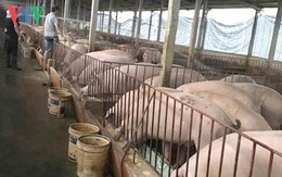 Giá thịt lợn có thể tiếp tục tăng nếu dịch tả lợn Châu Phi bùng phát