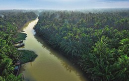 Betrimex triển khai dự án “10.000 ha vườn dừa organic cho nông dân”