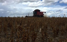 Tòa án Brazil hủy lệnh cấm hoạt chất trừ cỏ glyphosate