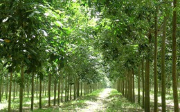 VRG - Tiếp tục phát triển các ngành kinh doanh cốt lõi sau cổ phần hóa