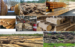 Xuất khẩu gỗ “sáng” nếu đảm bảo nguồn cung “sạch“