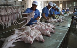 Nhìn lại cuộc khủng hoảng giá lợn năm 2017