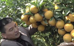 Cây cam quý ra hơn 1000 trái, đạt khoảng 3 tạ ở Nghệ An