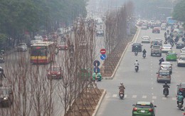 Cận cảnh cây phong lá đỏ mới được trồng trên đường phố Hà Nội