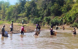 Cá chết hàng loạt do vỡ bể chứa nước thải nhà máy ở Điện Biên