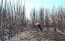 Gần 100ha mía ở Ia Piơr bị cháy rụi, thiệt hại hàng tỷ đồng