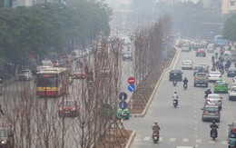 GS nói trồng thử cây phong lá đỏ ở Hà Nội "không có thiệt hại ngân sách nếu thất bại"