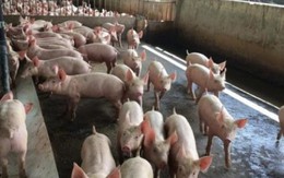 Sau đợt tăng “phi mã”, giá lợn hơi có xu hướng giảm