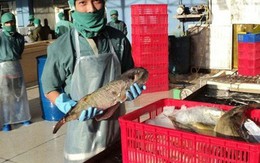 Doanh nghiệp đề nghị thu mua cá nóc xuất khẩu