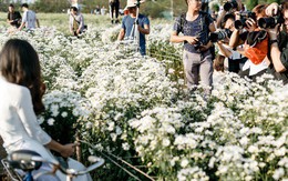 Vườn cúc hoạ mi ở Hà Nội "thất thủ" cuối tuần: 1 mét vuông có chục nhiếp ảnh gia và mẫu